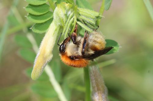 Bombus humilis